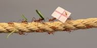 Leaf cutter ants predict England outcome